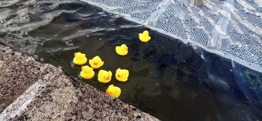 Nueva bandada de patos