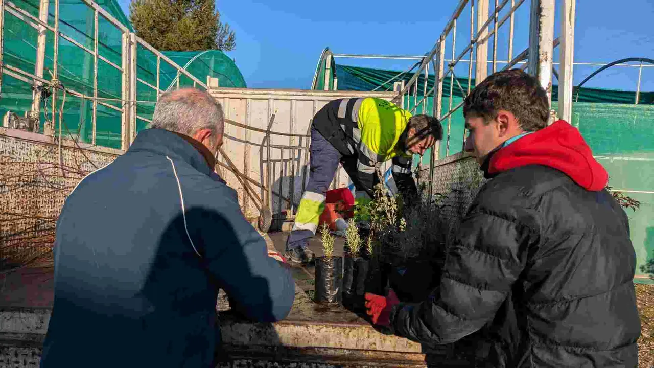 Donacion de plantas en el viveroTaxus