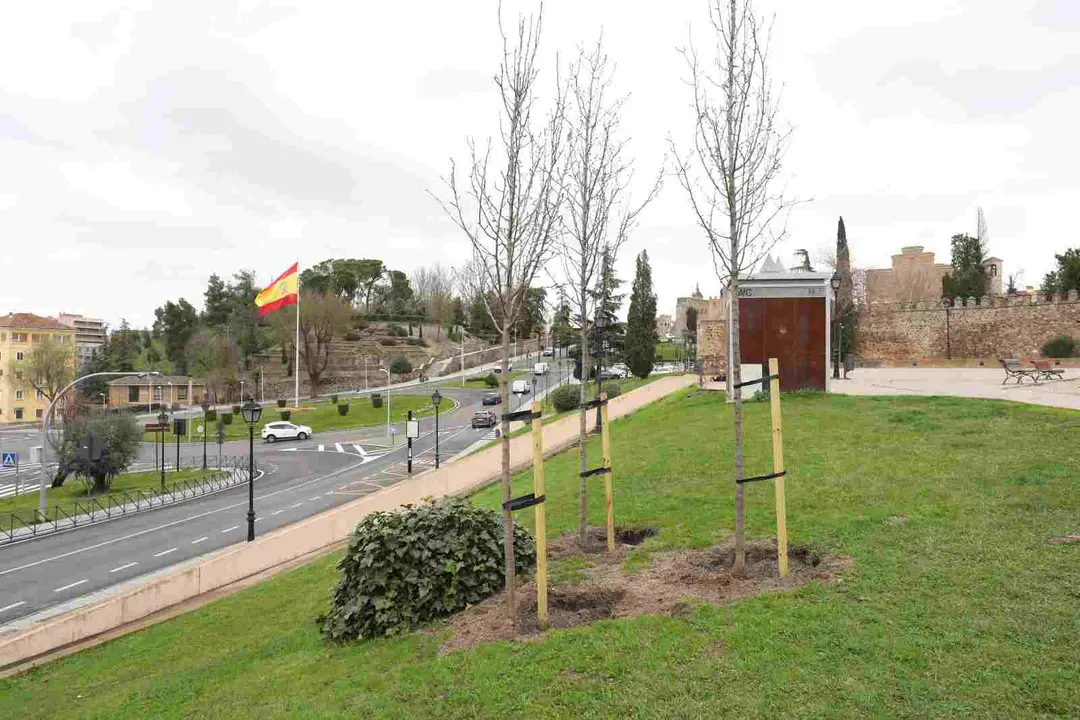 Plantación de árboles en Recadero